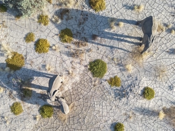 Elephant (Loxodonta africana), aerial view of the desert adapted elephants, subspecies referred to