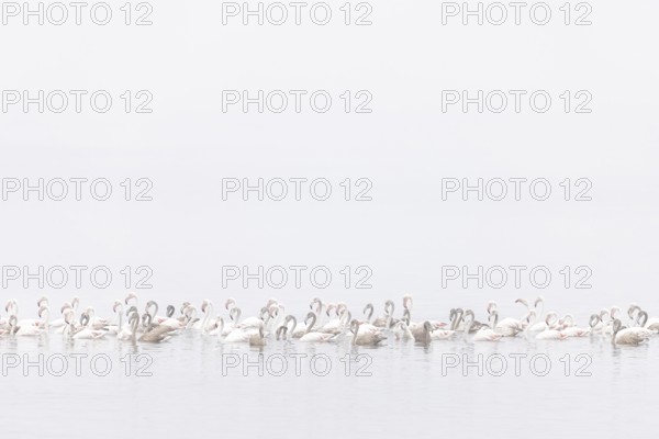 Juvenile and adult Greater Flamingos (Phoenicopterus roseus), Least Concern (LC), floating in