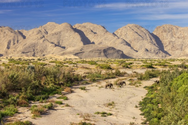 Elephant (Loxodonta africana), the desert adapted elephants, subspecies referred to as Loxodonta