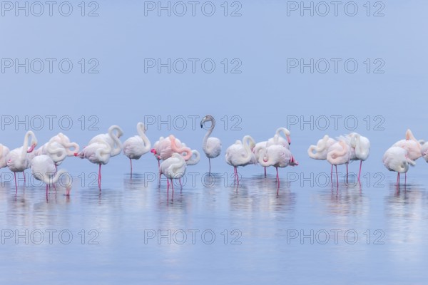 Greater Flamingo (Phoenicopterus roseus), Least Concern (LC), resting in shallow water, Ramsar