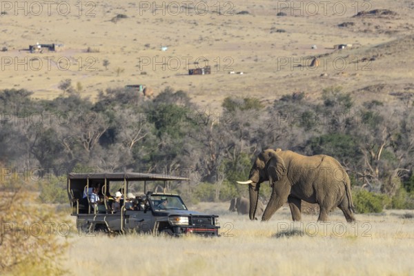 Elephant (Loxodonta africana), the desert adapted elephants, subspecies referred to as Loxodonta