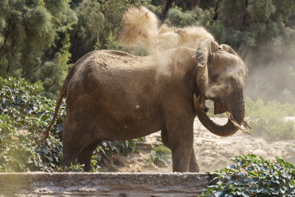 Elephant (Loxodonta africana), the desert adapted elephants, subspecies referred to as Loxodonta