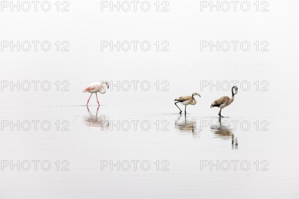Greater Flamingo (Phoenicopterus roseus), Least Concern (LC), one adult and two juvenile walking in