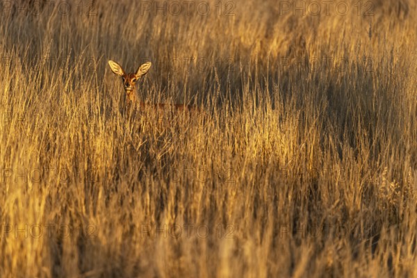 Damara dik-dik (Madoqua damarensis), wide savannah area with tall grasses serving as pasture for