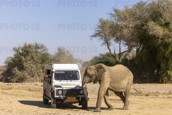 Elephant (Loxodonta africana), the desert adapted elephants, subspecies referred to as Loxodonta