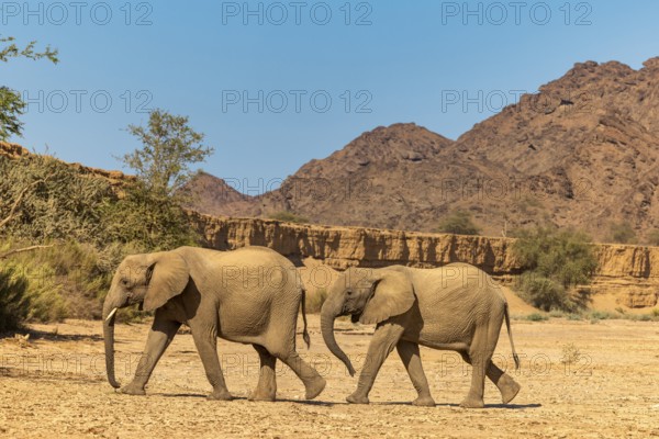 Elephant (Loxodonta africana), the desert adapted elephants, subspecies referred to as Loxodonta