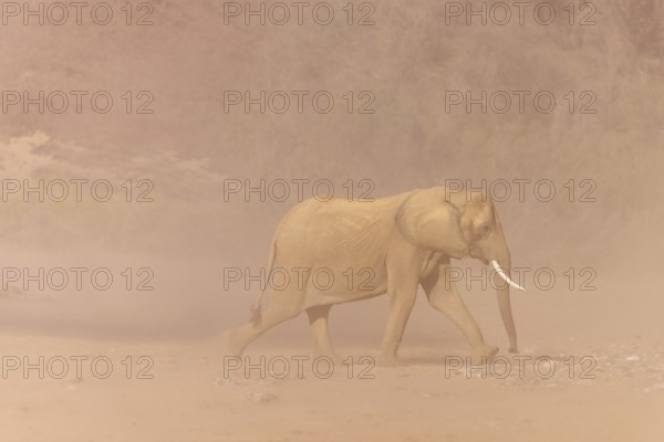 Elephant (Loxodonta africana), the desert adapted elephants, subspecies referred to as Loxodonta