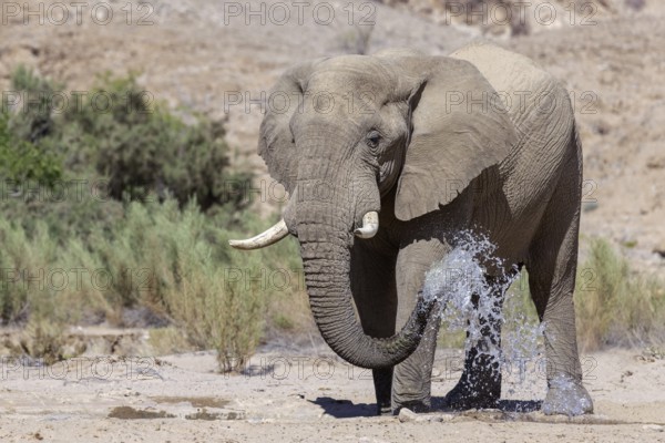 Elephant (Loxodonta africana), the desert adapted elephants, subspecies referred to as Loxodonta
