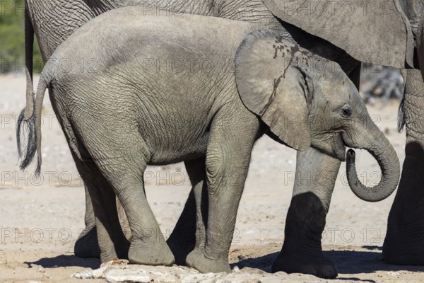 Elephant (Loxodonta africana), the desert adapted elephants, subspecies referred to as Loxodonta