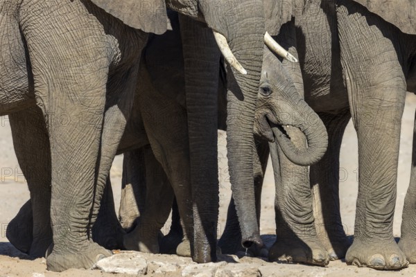 Elephant (Loxodonta africana), the desert adapted elephants, subspecies referred to as Loxodonta