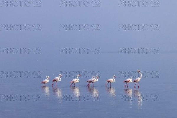 Greater Flamingo (Phoenicopterus roseus), Least Concern (LC), feeding in shallow water, Ramsar