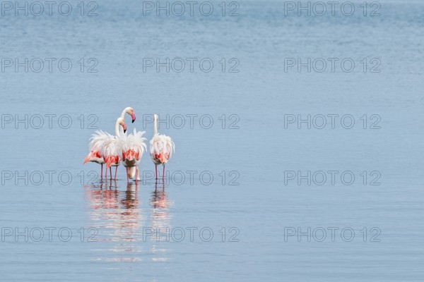 Greater Flamingo (Phoenicopterus roseus), Least Concern (LC), feeding in shallow water, Ramsar
