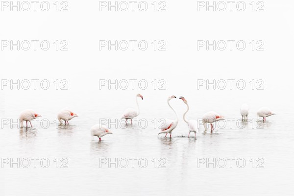 Greater Flamingo (Phoenicopterus roseus), Least Concern (LC), feeding in shallow water, Ramsar