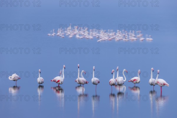 Greater Flamingo (Phoenicopterus roseus), Least Concern (LC), feeding in shallow water, Ramsar