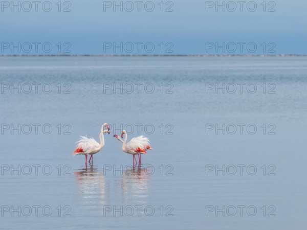 Greater Flamingo (Phoenicopterus roseus), Least Concern (LC), feeding in shallow water, Ramsar