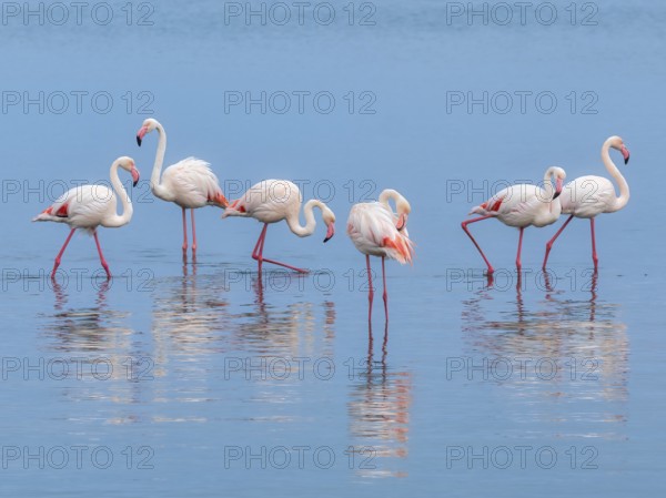 Greater Flamingo (Phoenicopterus roseus), Least Concern (LC), feeding in shallow water, Ramsar