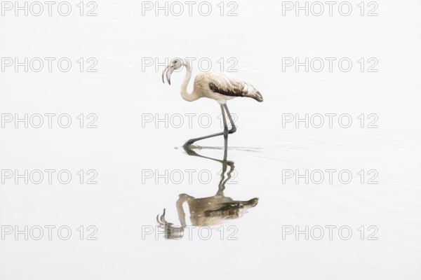 Juvenile Greater Flamingo (Phoenicopterus roseus), Least Concern (LC), feeding in shallow water,