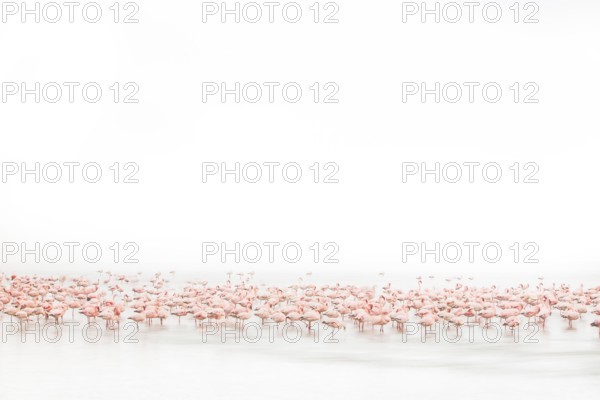 Lesser Flamingo (Phoenicopterus minor), Near Threatened, resting in shallow water, Ramsar site,