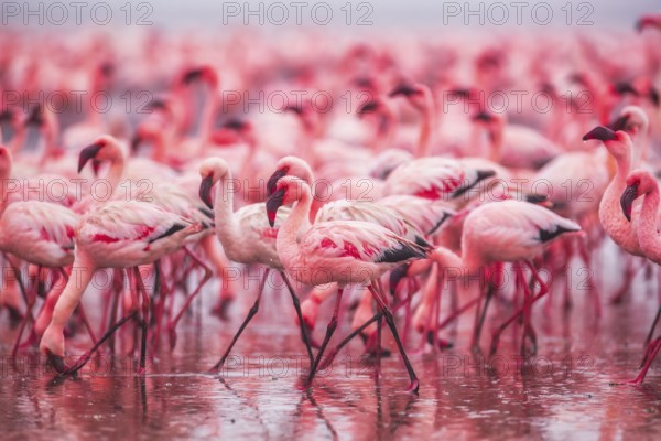 Lesser Flamingo (Phoenicopterus minor), Near Threatened, feeding in shallow water, Ramsar site,