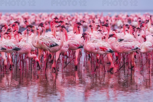 Lesser Flamingo (Phoenicopterus minor), Near Threatened, feeding in shallow water, Ramsar site,