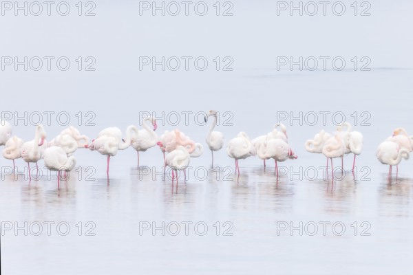 Walvis bay, Greater flamingos (Phoenicopterus roseus) resting and wading in shallow waters, Walvis
