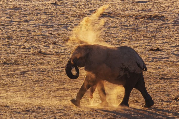 Elephants (Loxodonta africana), an elephant taking a dust bath, endangered species, Red List IUCN,