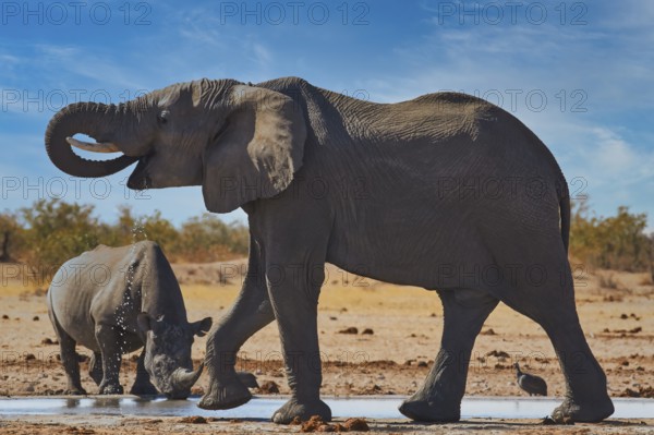 Elephant (Loxodonta africana) endangered species, Red List IUCN and white rhinoceros (Ceratotherium