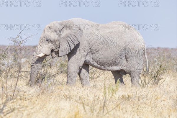 Elephants (Loxodonta africana), male elephant feeding, endangered species, Red List IUCN, Etosha