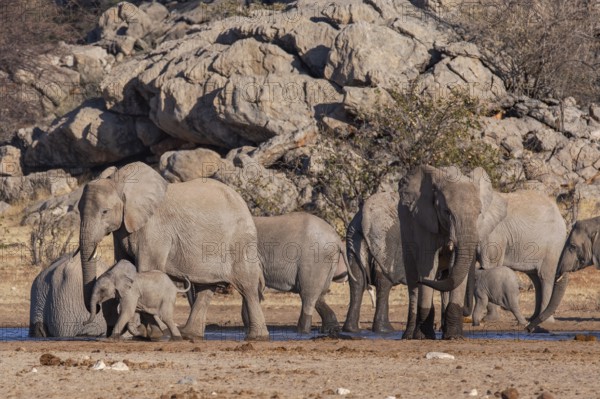 Elephants (Loxodonta africana), herd drinking at a waterhole, endangered species, Red List IUCN,