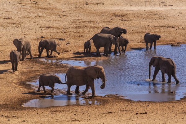 Elephants (Loxodonta africana), herd drinking at a waterhole, endangered species, Red List IUCN,