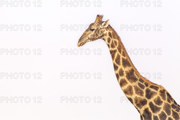 Giraffe (Giraffa camelopardalis), portrait, Vulnerable species (IUCN Red List), Etosha National