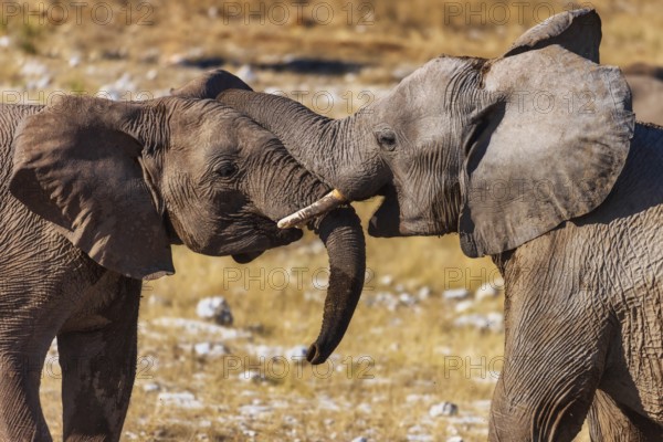 Elephants (Loxodonta africana), two juveniles playing, endangered species, Red List IUCN, Etosha