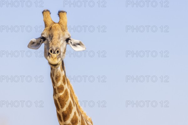 Giraffe (Giraffa camelopardalis), portrait, Vulnerable species (IUCN Red List), Etosha National