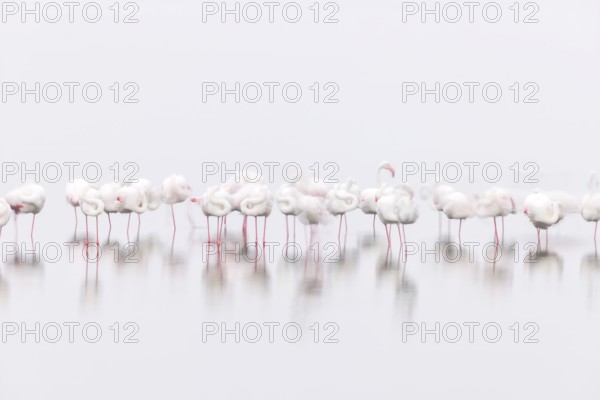 Greater Flamingo (Phoenicopterus roseus), Least Concern (LC), feeding in shallow water, Ramsar