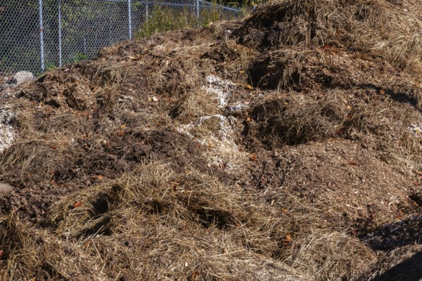 Pile of manure mixed with leaves, woodchips and straw for use as organic fertilizer for growing