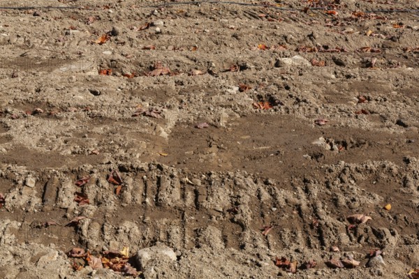 Excavator machinery tracks on compacted tan and light brown sand with scatterted fallen leaves at