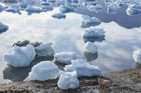 A sheep walking along the shore of the iceberg filled Eqaluit Iluat fjord, South Greenland,