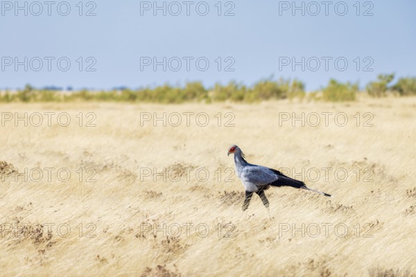 Secretarybird (Sagittarius serpentarius), Endangered, IUCN Red List, walks through the savannah