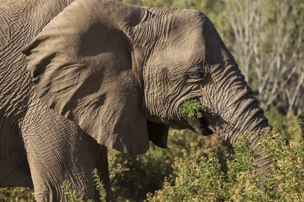 Elephant (Loxodonta africana), the desert adapted elephants, subspecies referred to as Loxodonta