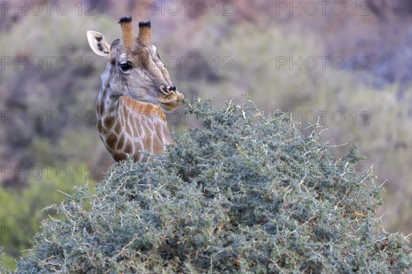 Giraffe (Giraffa camelopardalis), feeding on bushes, Hoanib Riverbend, ephemeral river, Kunene