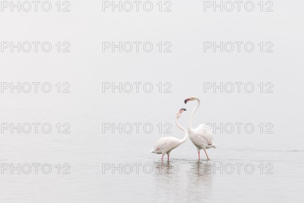 Greater Flamingo (Phoenicopterus roseus), Least Concern (LC), Two flamingos interacting, Ramsar