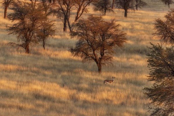 Springbok (Antidorcas marsupialis), wide savannah area with tall grasses serving as pasture for