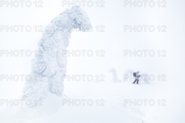 Riisitunturi National Park, woman visiting the park wearing snowshoes, winter taiga spruce trees