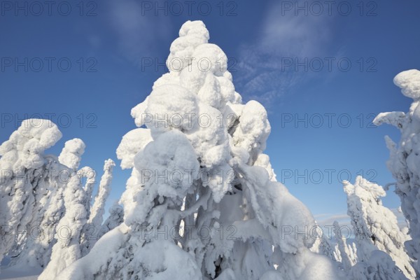 Riisitunturi National Park, winter taiga spruce trees covered in heavy frost and snow call Tykky,