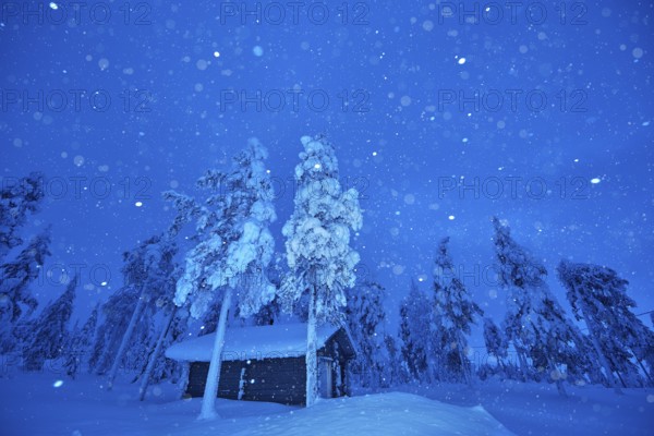 Riisitunturi National Park, snowing during the winter night in the taiga, spruce trees covered in