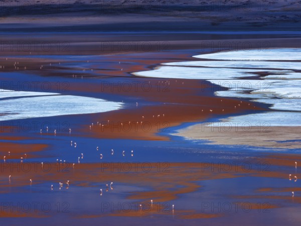 Laguna Colorada, flamingos feeding in the red-colored waters, 4, 300?m above sea level, Los Lípez