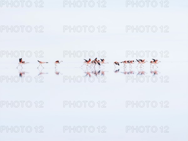 Salar de Uyuni, flamingos taking flight over the world's largest salt flat, Potosí, Bolivia, South