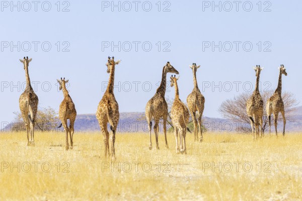Angolan giraffe (Giraffa camelopardalis angolensis), group walking, Vulnerable species (IUCN Red