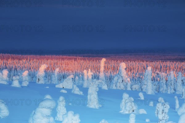 Riisitunturi National Park, winter sunset in the taiga, spruce trees covered in heavy frost and