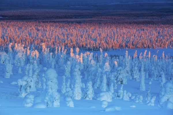 Riisitunturi National Park, winter sunset taiga spruce trees covered in heavy frost and snow call